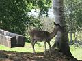 Ferme 005
